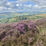 peaceful scene looking at heather