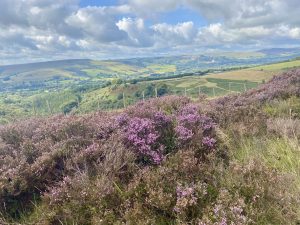 peaceful scene looking at heather